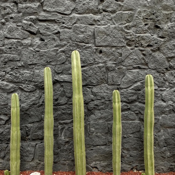 Handmade Clay Earrings | Large Arch | Cactus and Stone Wall | Hook Backs - Picture 3 of 5